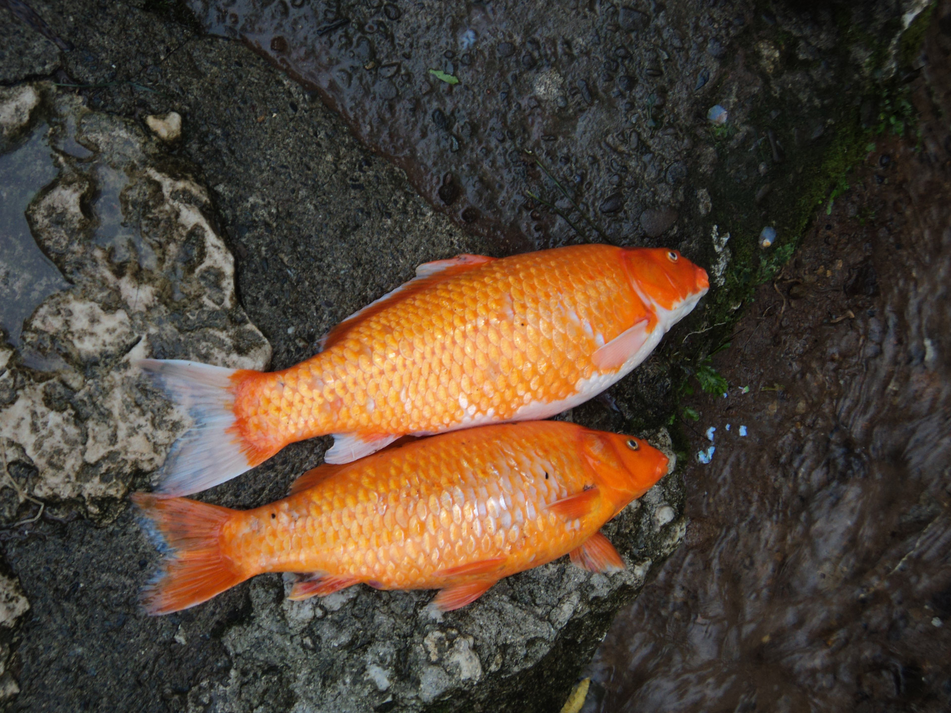 Koi Fishes