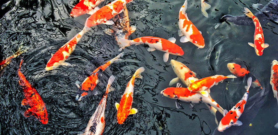 Koi Fishes