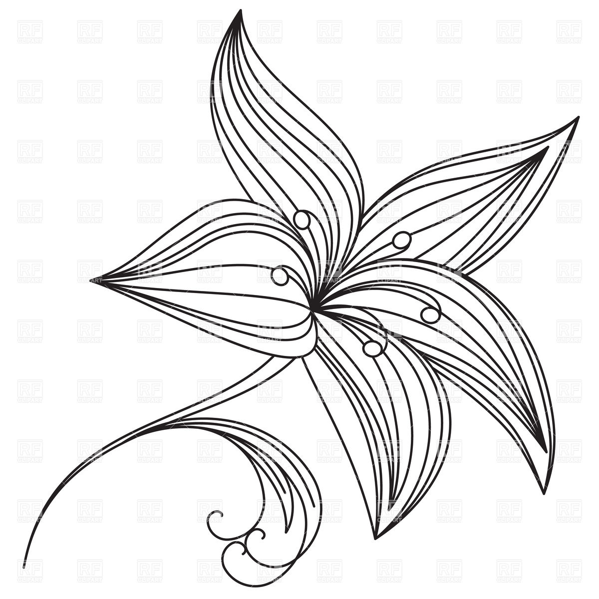 Lily Flower Drawing Outline
