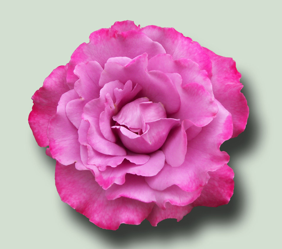 13 Pink Rose PSD Images