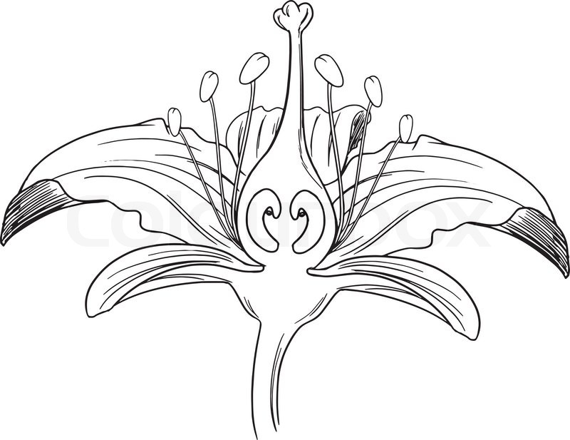 Tiger Lily Flower Outline