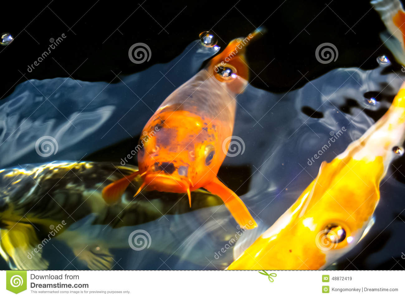 Young Koi Fish