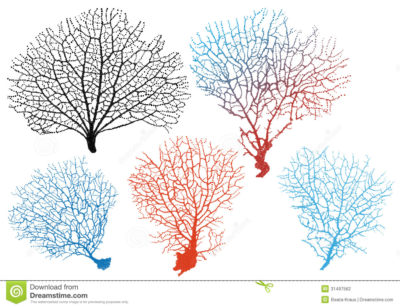 Black Sea Fan Coral Black Sea Fan Coral