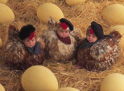 Cute Chicken Baby Chicks