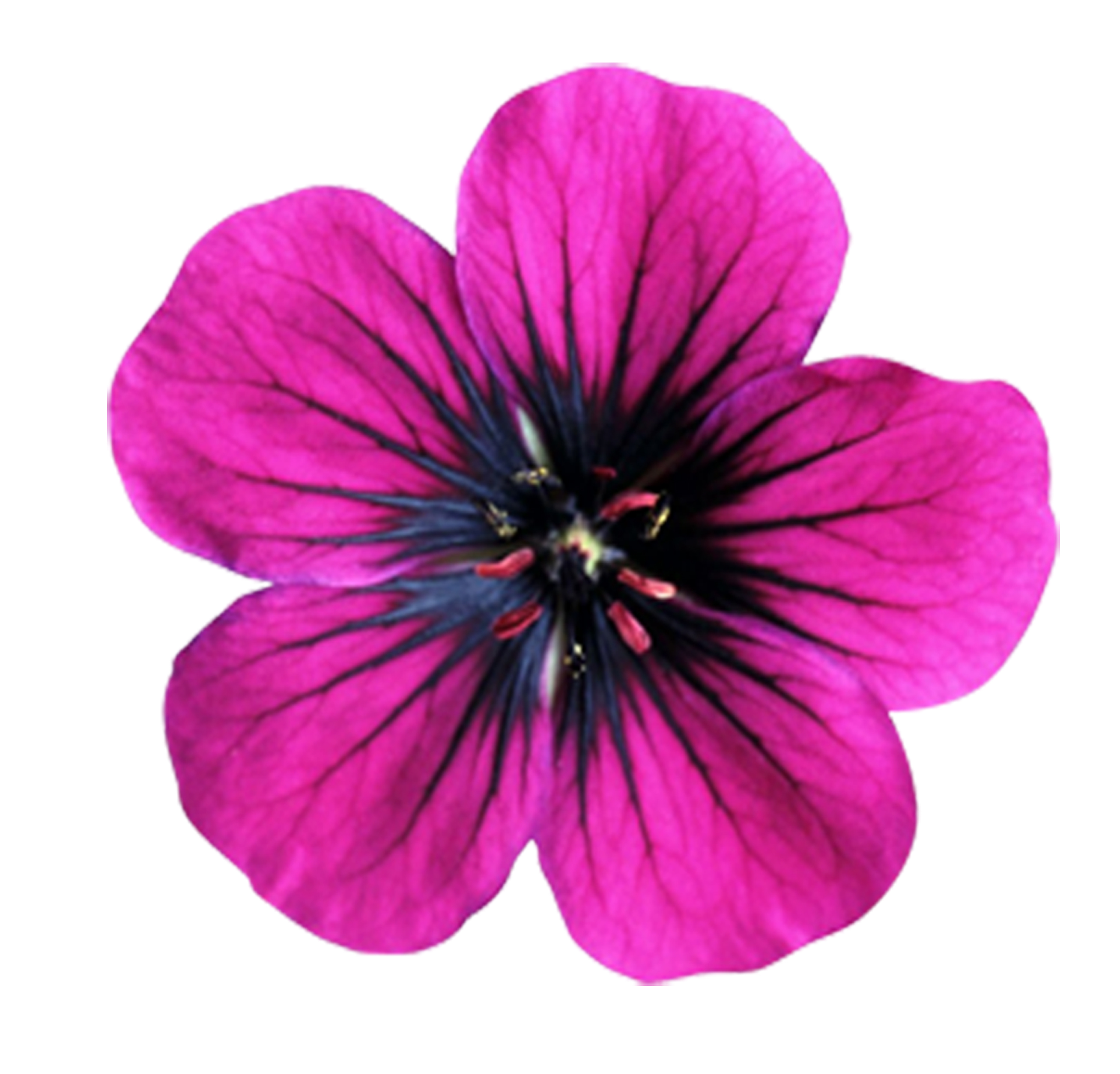 Flower Pink Vector Clip Art