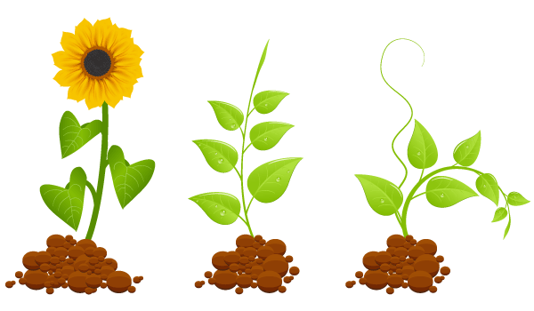 Free Plant Vector Graphics