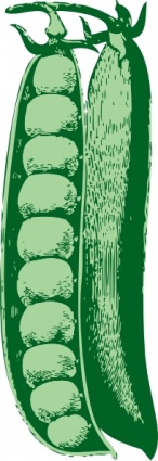 Pea Plant Clip Art