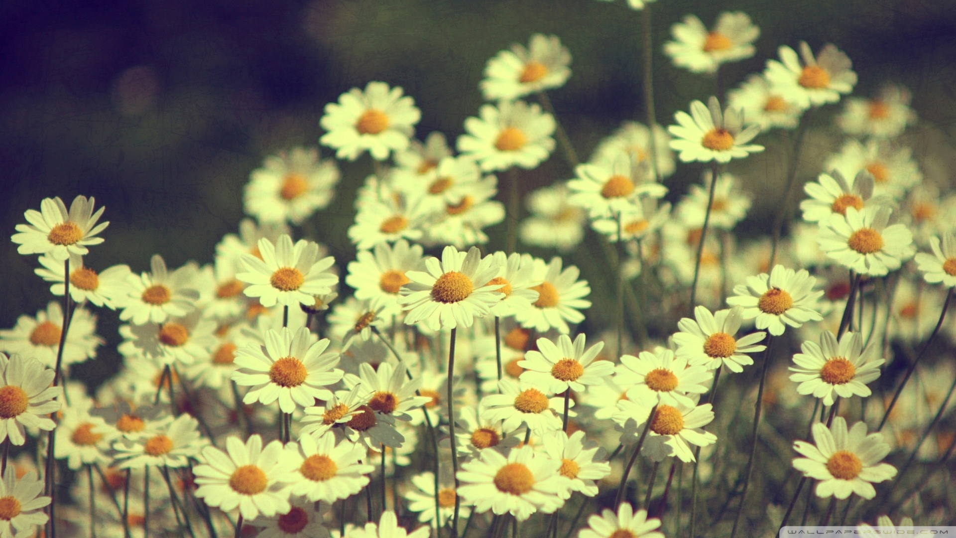 Tumblr Daisies Photography