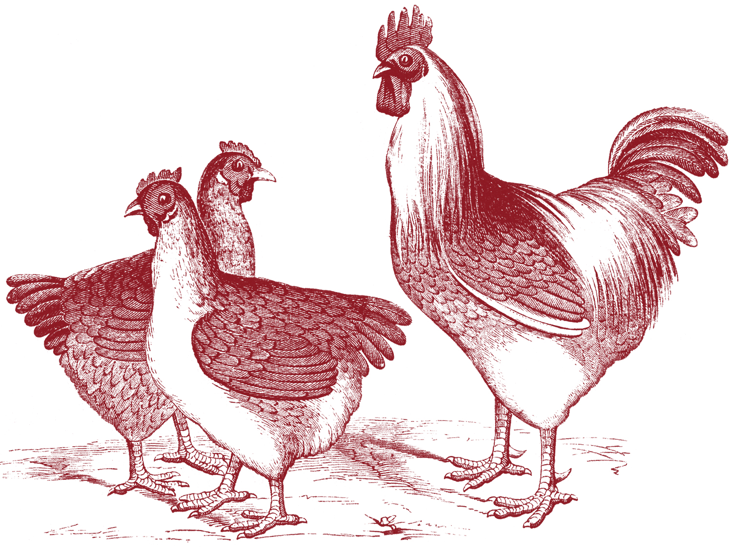 Vintage Chicken Graphics Free