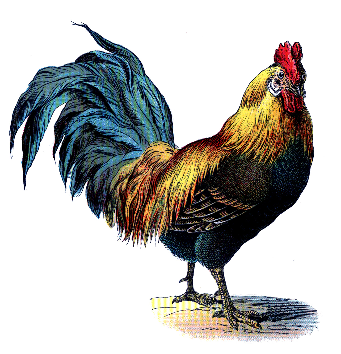 Vintage Roosters Clip Art Free