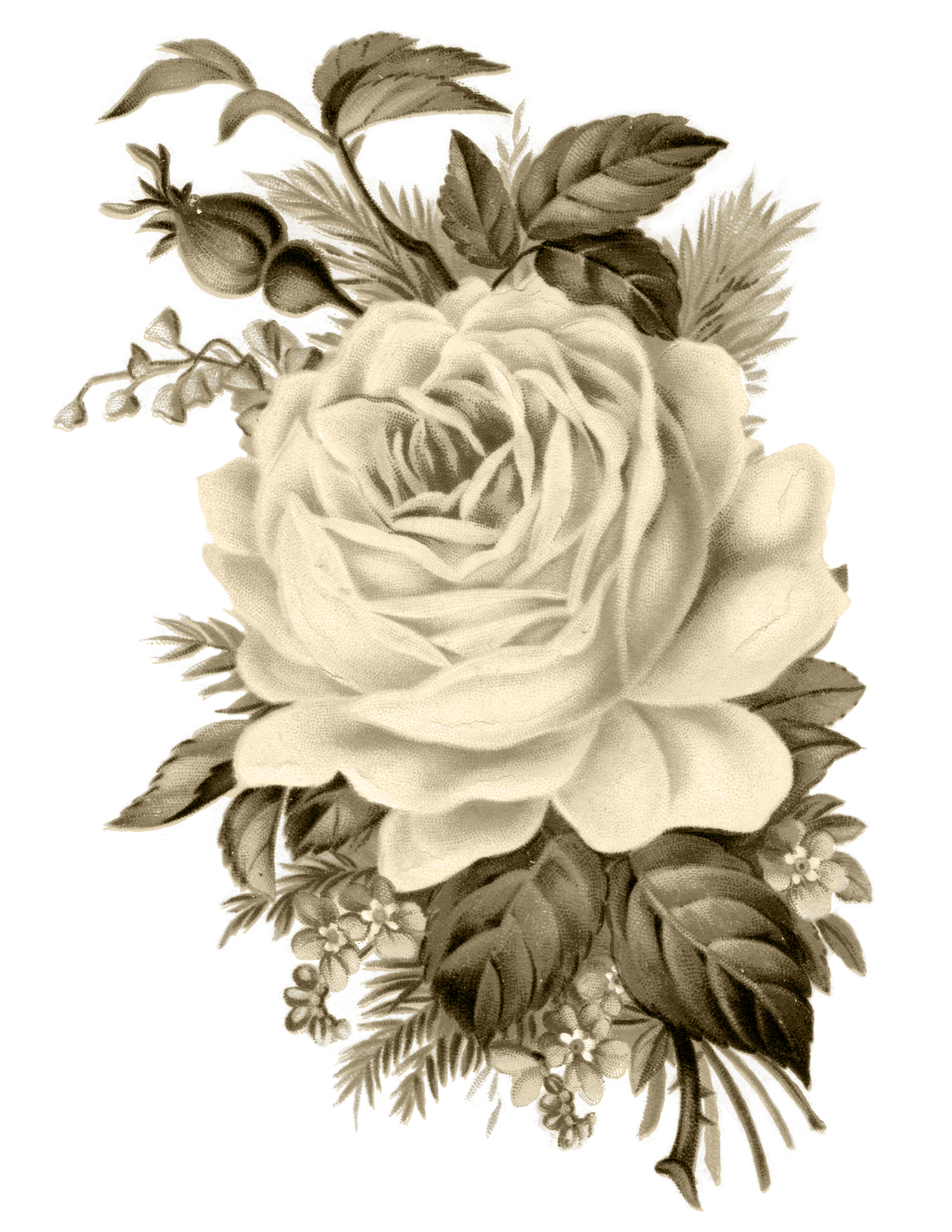 Vintage Rose Clip Art Free