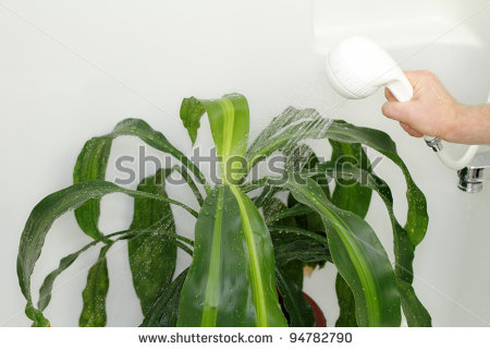 Watering Dracaena Plant