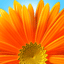 Windows 7 Flower User Account