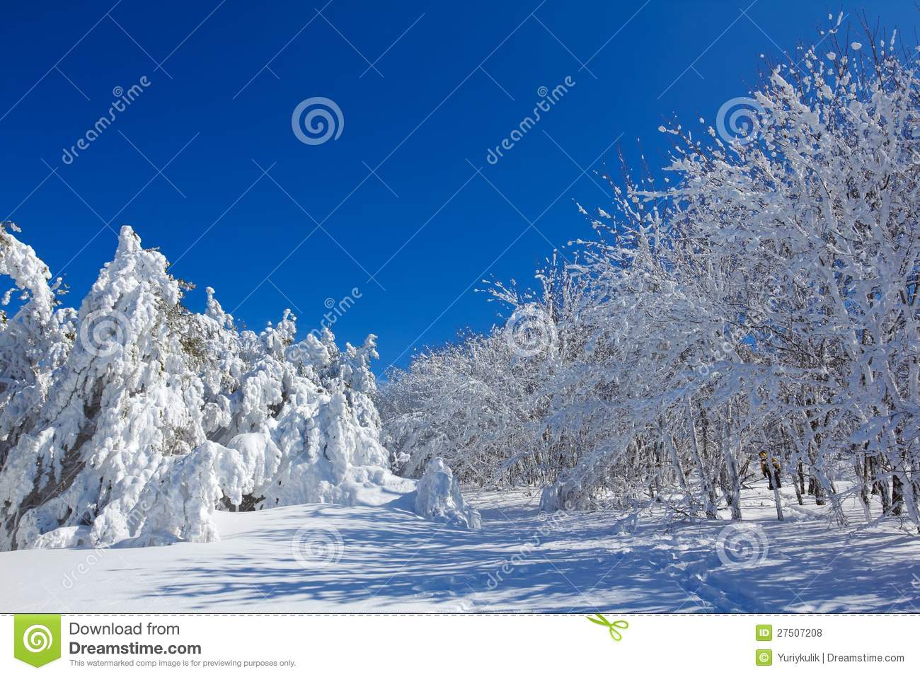 Winter Forest Scene