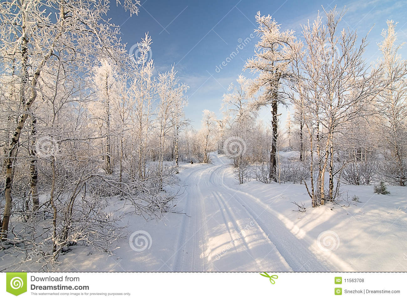 Winter Forest