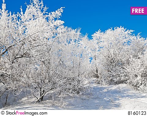 Winter Landscape Free Stock Photo