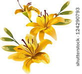 Yellow Lily Flower Clip Art