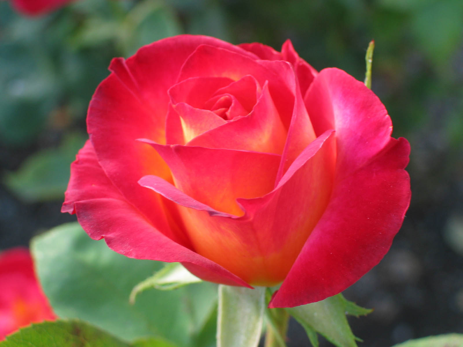 Beautiful Rose Flowers