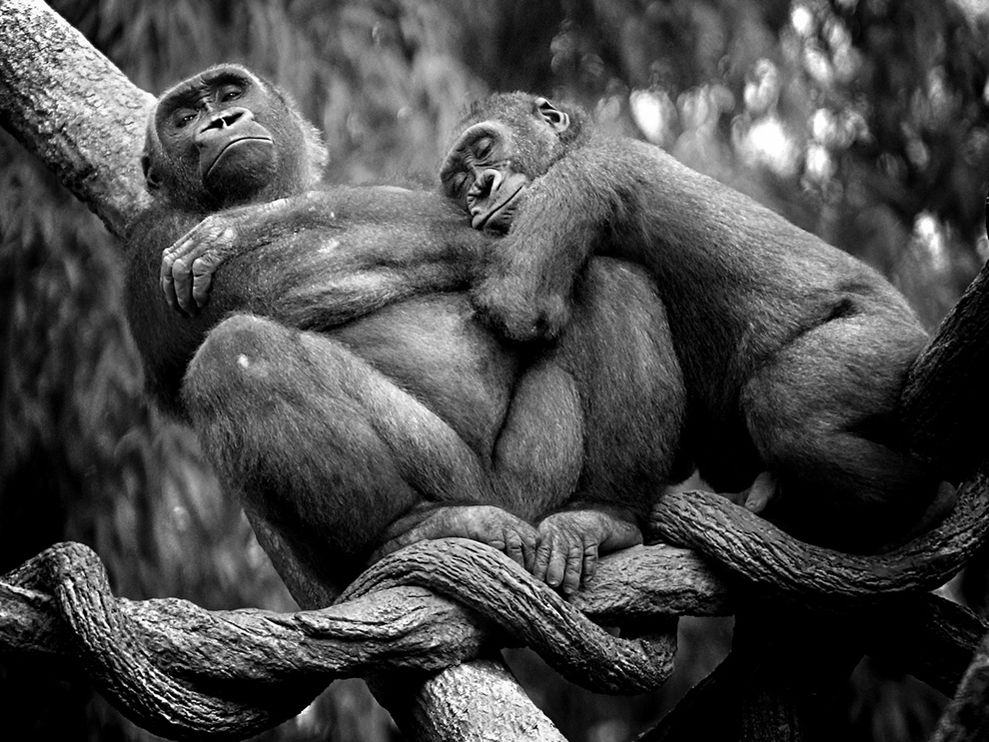 Black and White Animal Photography Black and White Animal Photography