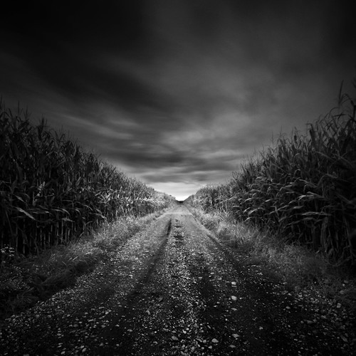 Black and White Field Corn