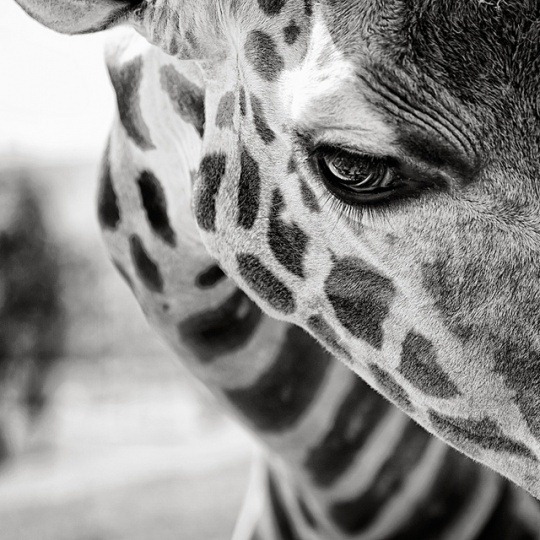 Black and White Giraffe