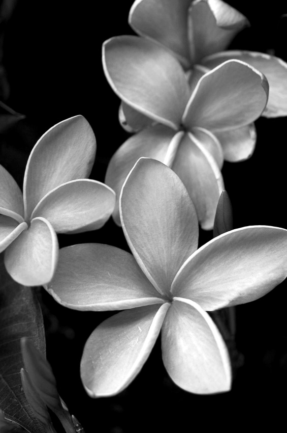 Black and White Photography Flowers