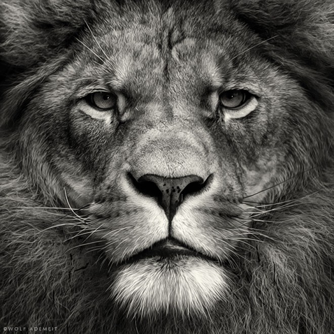 Black and White Photography Lion