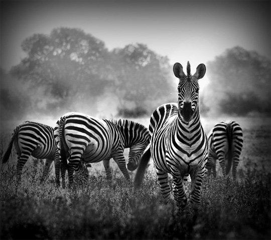 Black and White Photography Nature