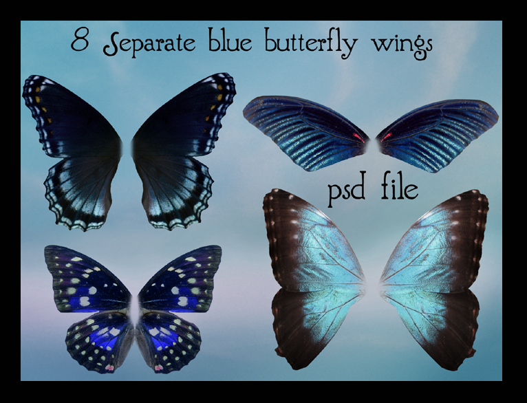 Blue Butterflies Wings Pictures