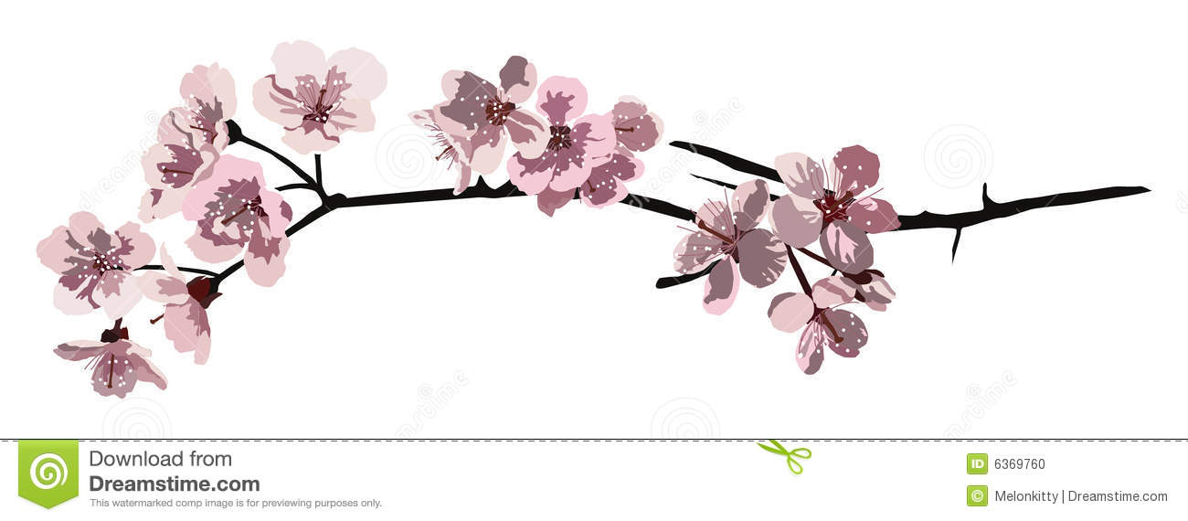 Cherry Blossom Branch Drawing