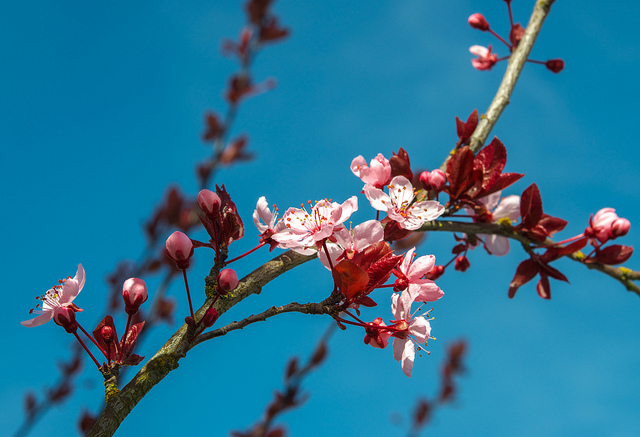 Cherry Blossom Branch