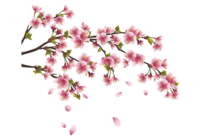 Cherry Blossom Branch