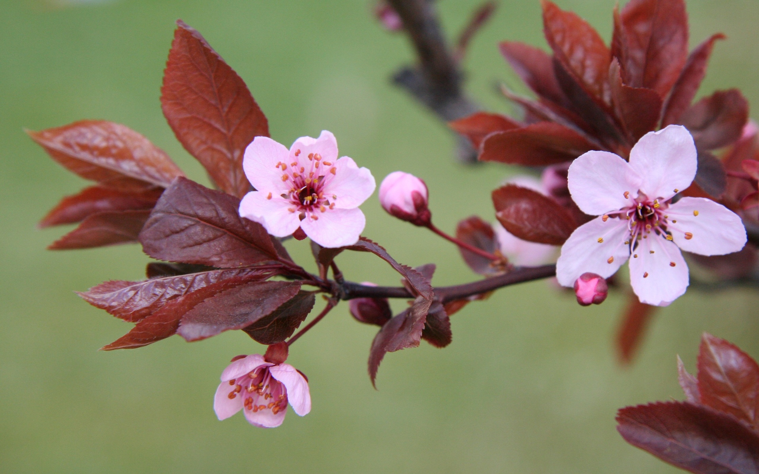 Cherry Blossom Tree Branch Flowers