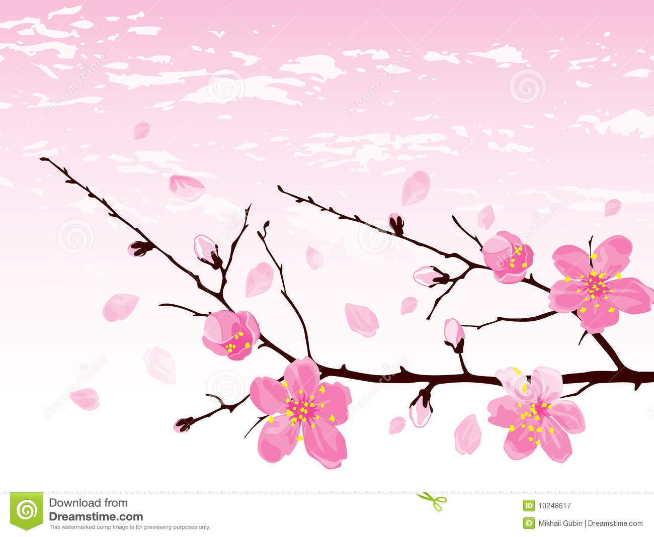 Cherry Blossom Tree Branch Photography