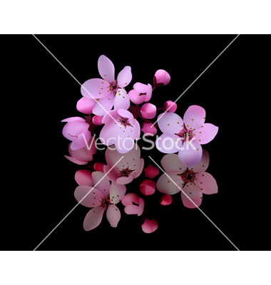 Cherry Blossom Vector