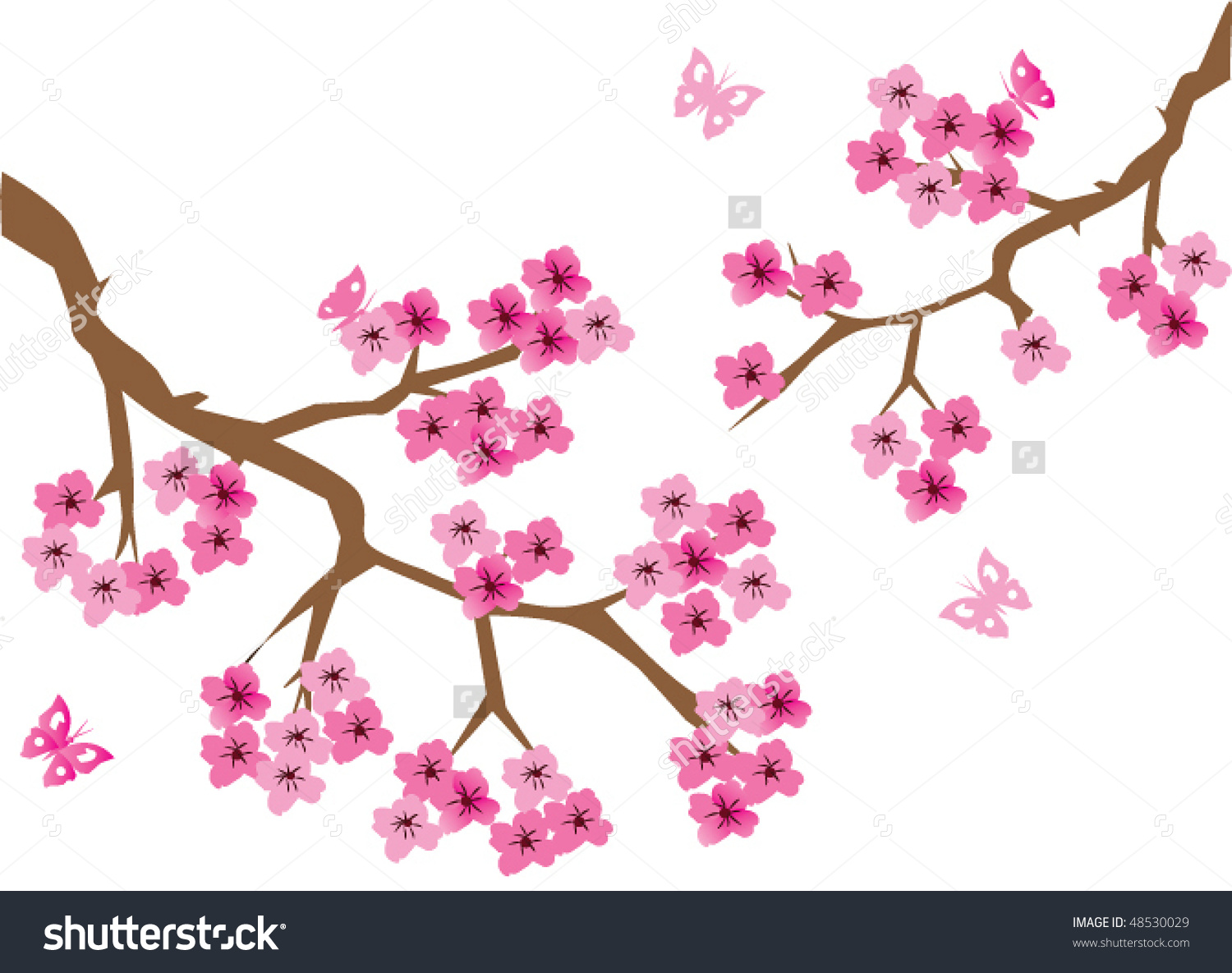 Cherry Blossom Vector