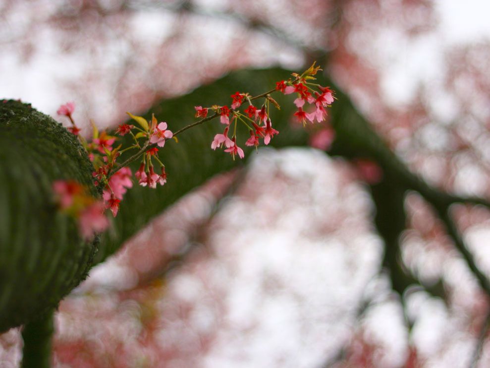 Cherry Tree Branch