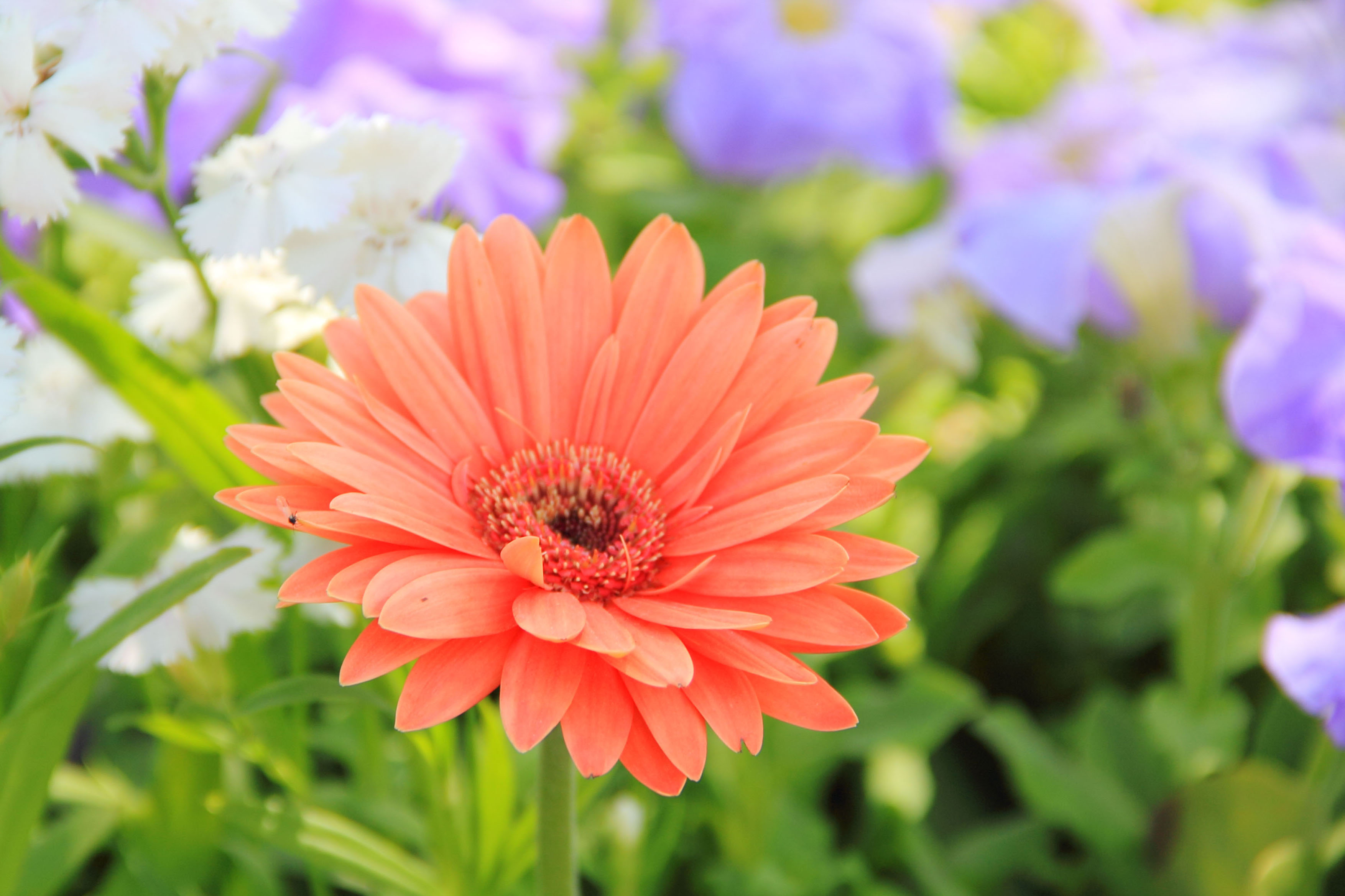 Daisies Flowers Images