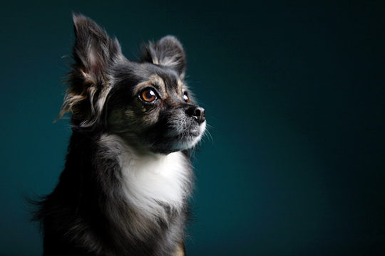 For Pet Photography Studio Lighting