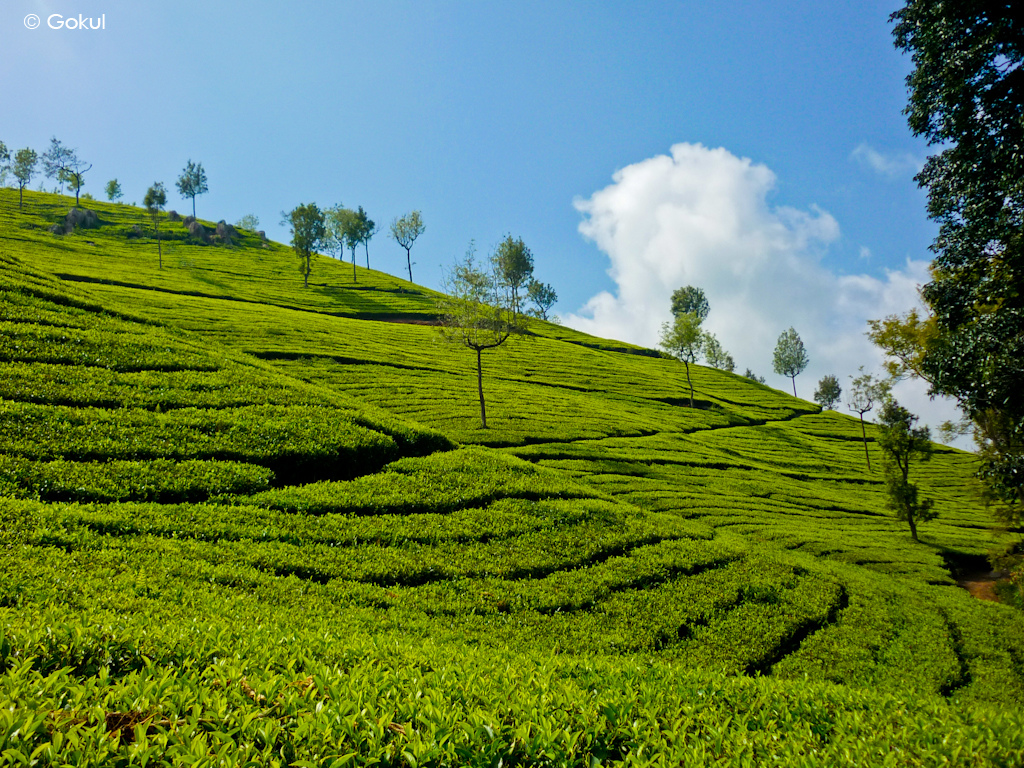 India Landscape