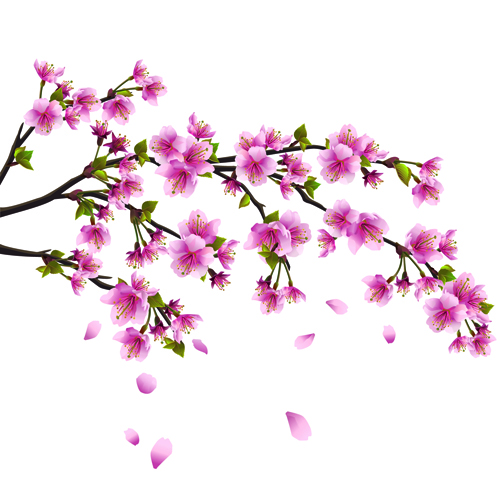 17 Japanese Cherry Blossoms Vector Black Images