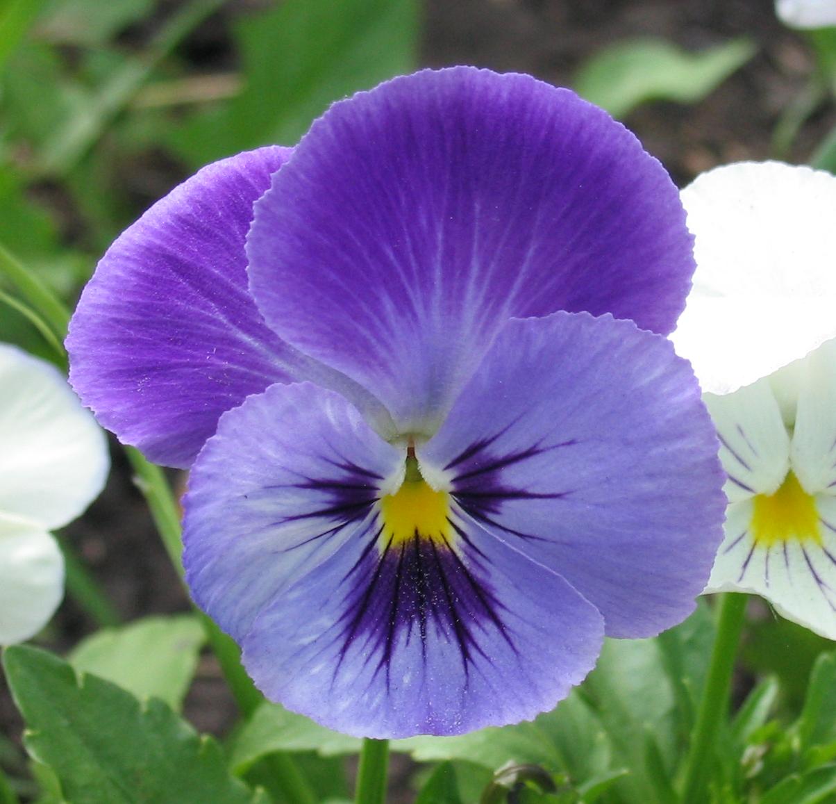 Pansy Flowers