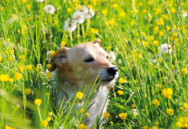 Pet Portrait Photography Tips