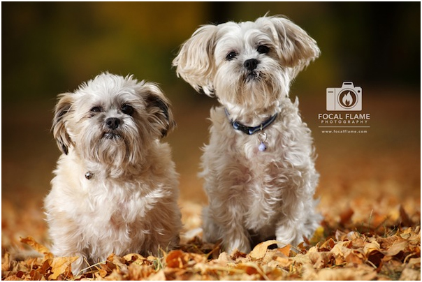 Pet Portrait Photography