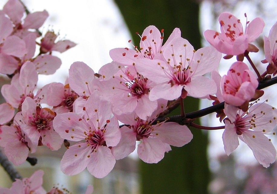 Pink Cherry Blossom Branches Pink Cherry Blossom Branches