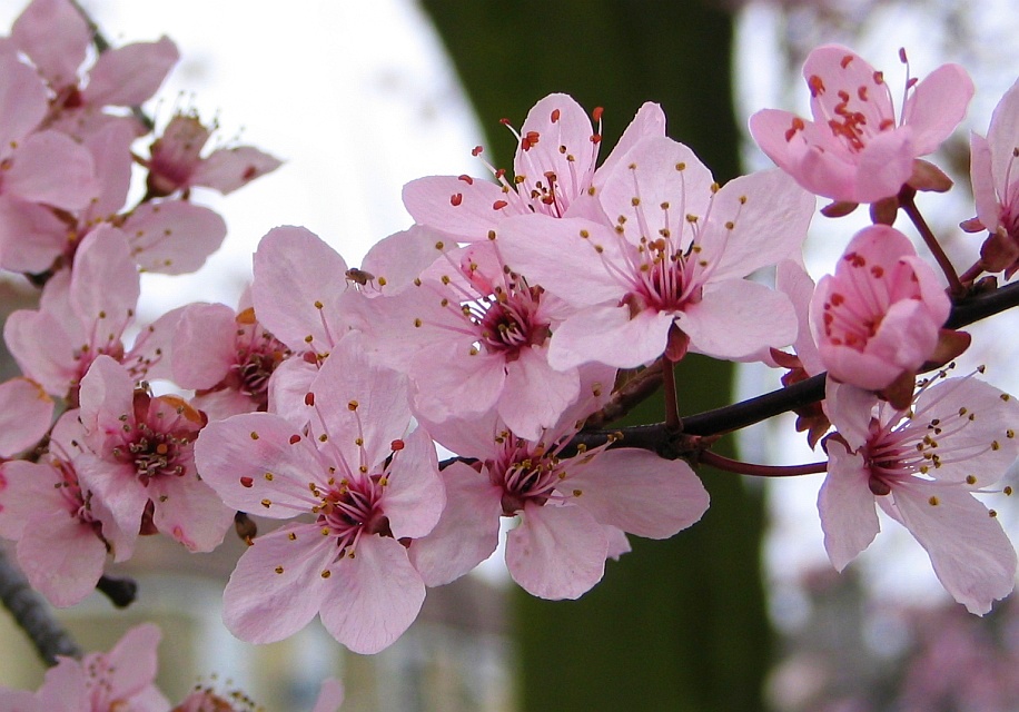 Pink Cherry Blossom Branches