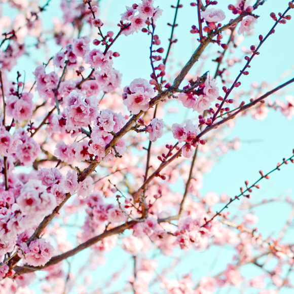 Pink Cherry Blossom Tree Branch