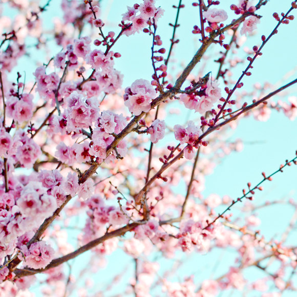 Pink Cherry Blossom Tree Branch Pink Cherry Blossom Tree Branch