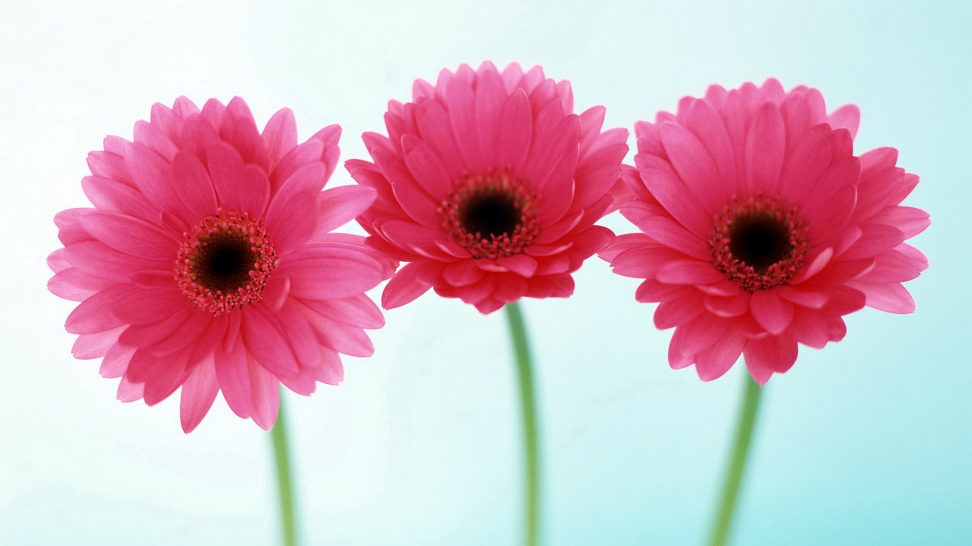 Pink Flower Desktop