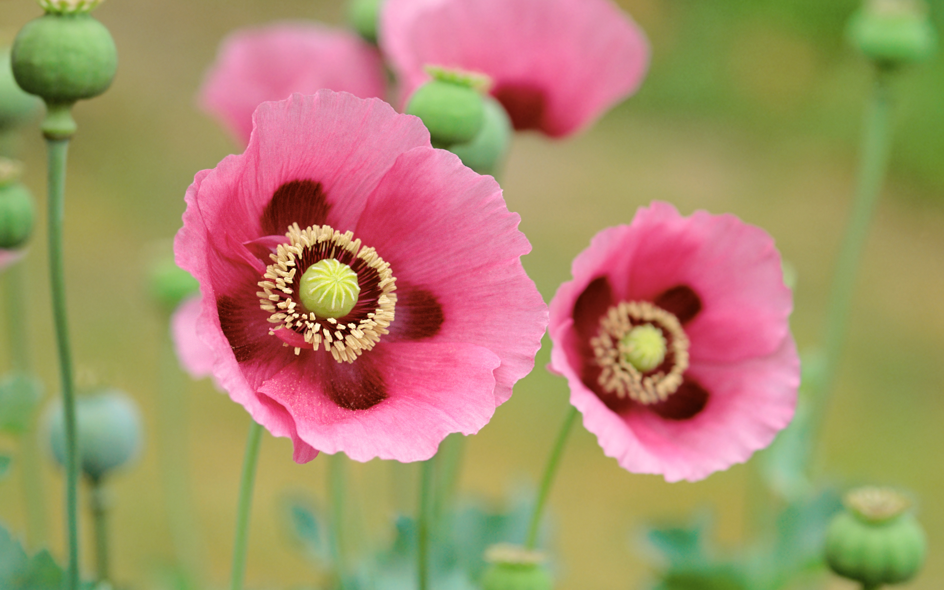 Pink Poppy Flower